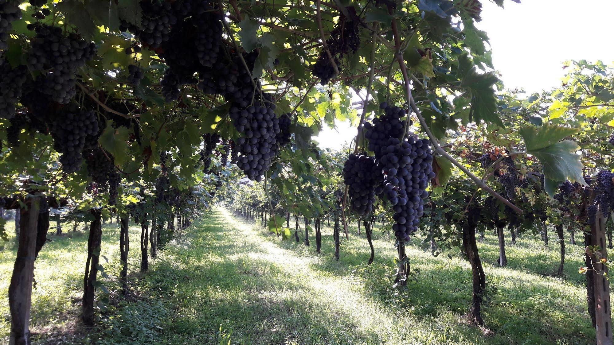 Agriturismo Camparella Пастренго Екстериор снимка